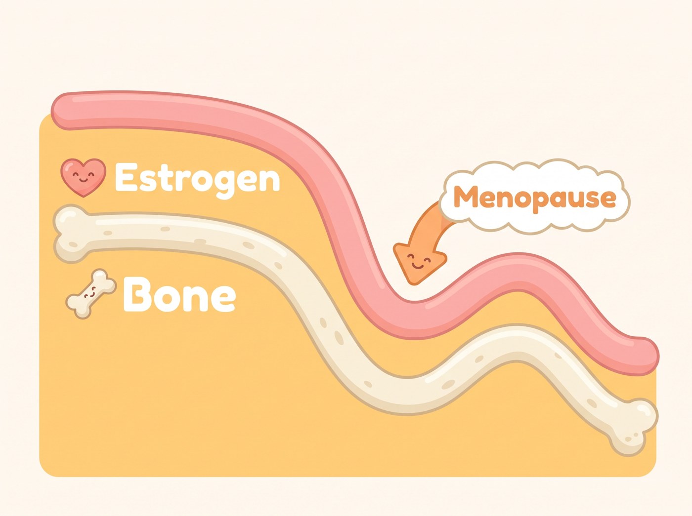 Chart: after menopause, estrogen declines and bone loss accelerates.